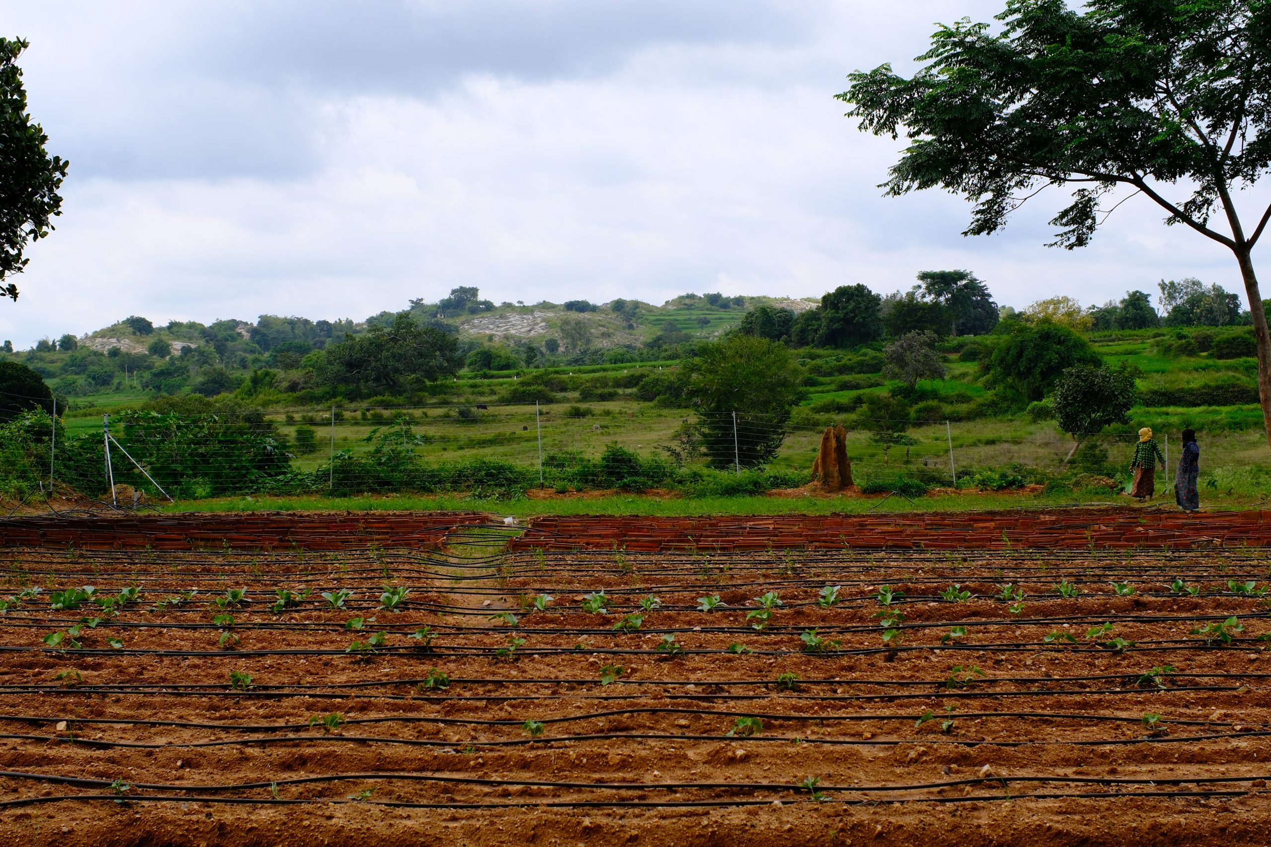 The second Kai Thota farm is now taking shape at Raminayakam Doddi