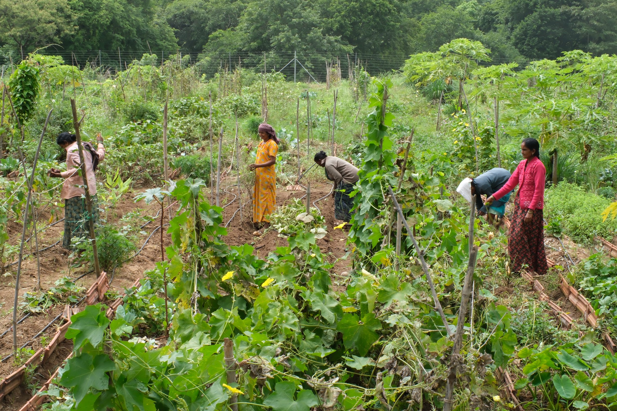 The first Kai Thota farm at Kariyappanadoddi, where it all started.